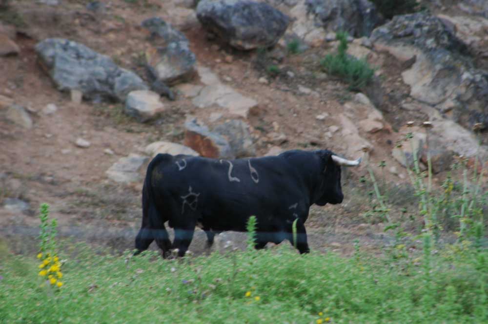 Toro - Cádiz - Andalucía - España 3.jpg
